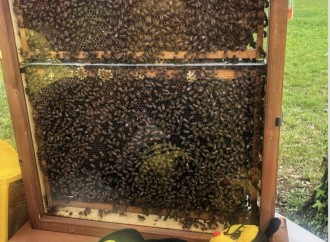 Larciano per la tutela delle api